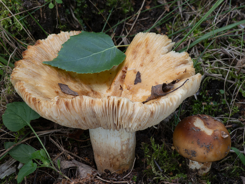 Russula subfoetens